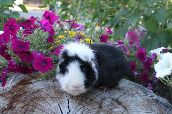 /Images/uploads/Humane Society of Utah/HSUCalendar/entries/1124thumb.jpg